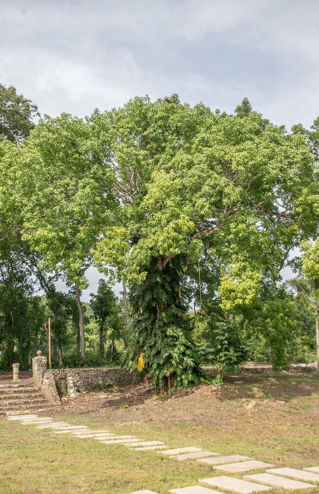 Le jardin et ses arbres centenaires