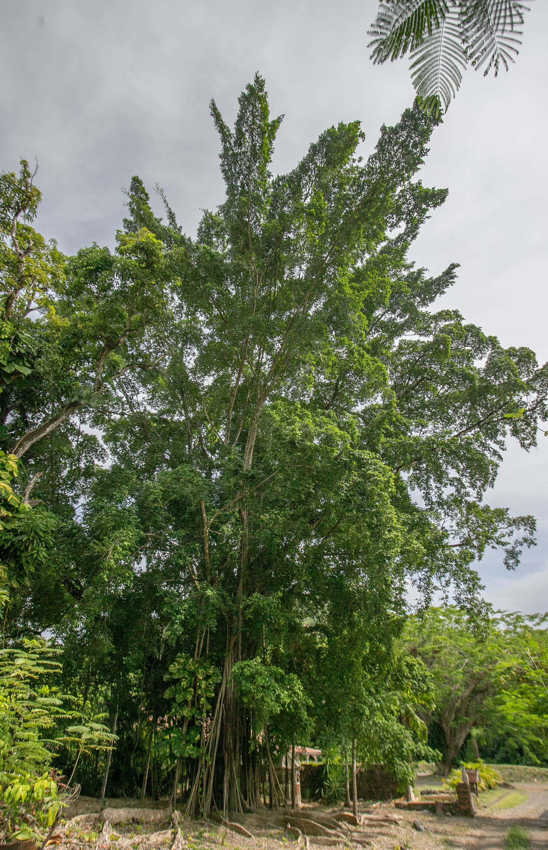 Un des arbres centenaires du parc